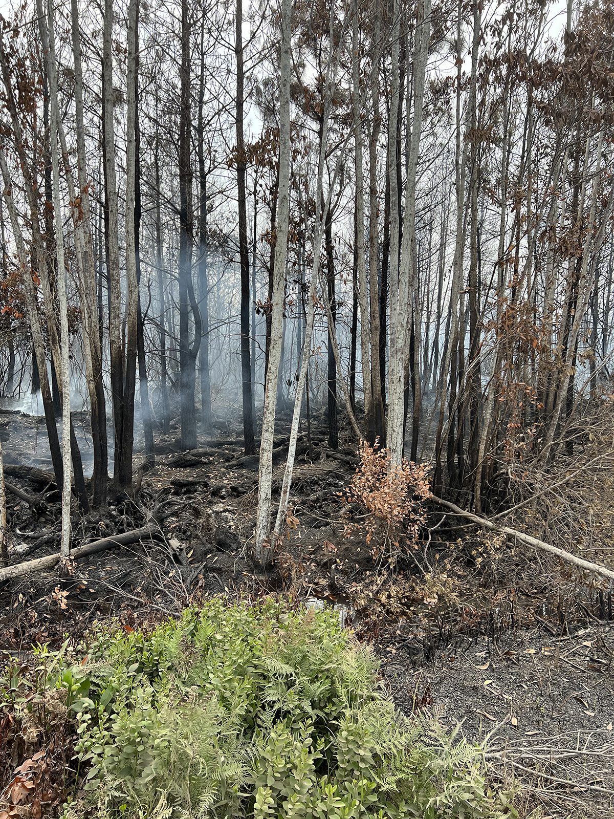 Shown is the Hyde County site where the 2022 wildfire began. Photo: Catherine Kozak