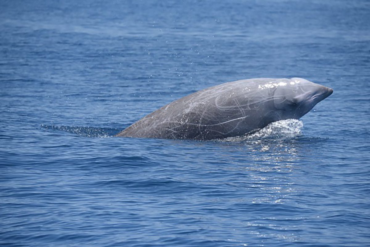 A Cuvier's beaked whale, or goose-beaked whale, a species found year-round in the waters off Cape Hatteras. Photo courtesy of Andy Read.