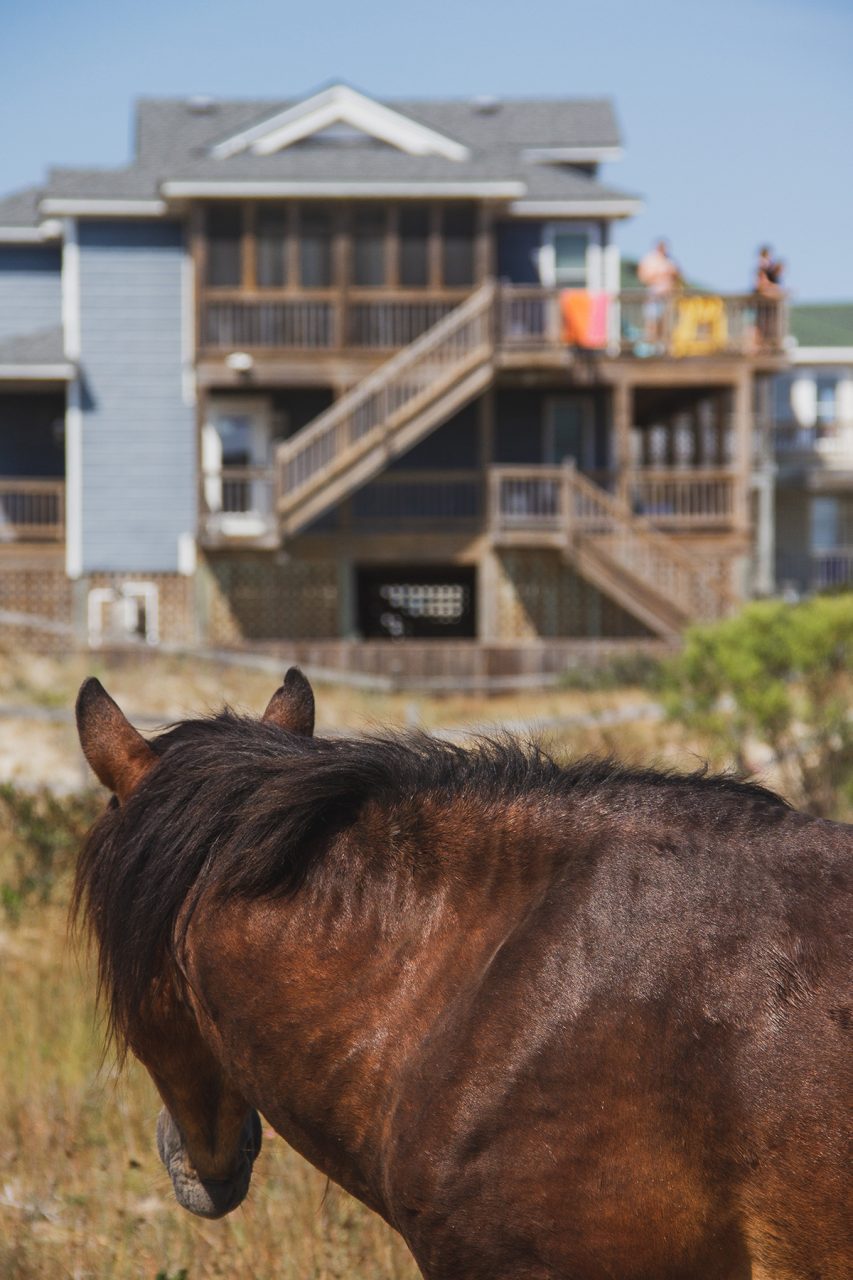A wild horse grazes near Swan Beach houses. Photo: Josee Molavi