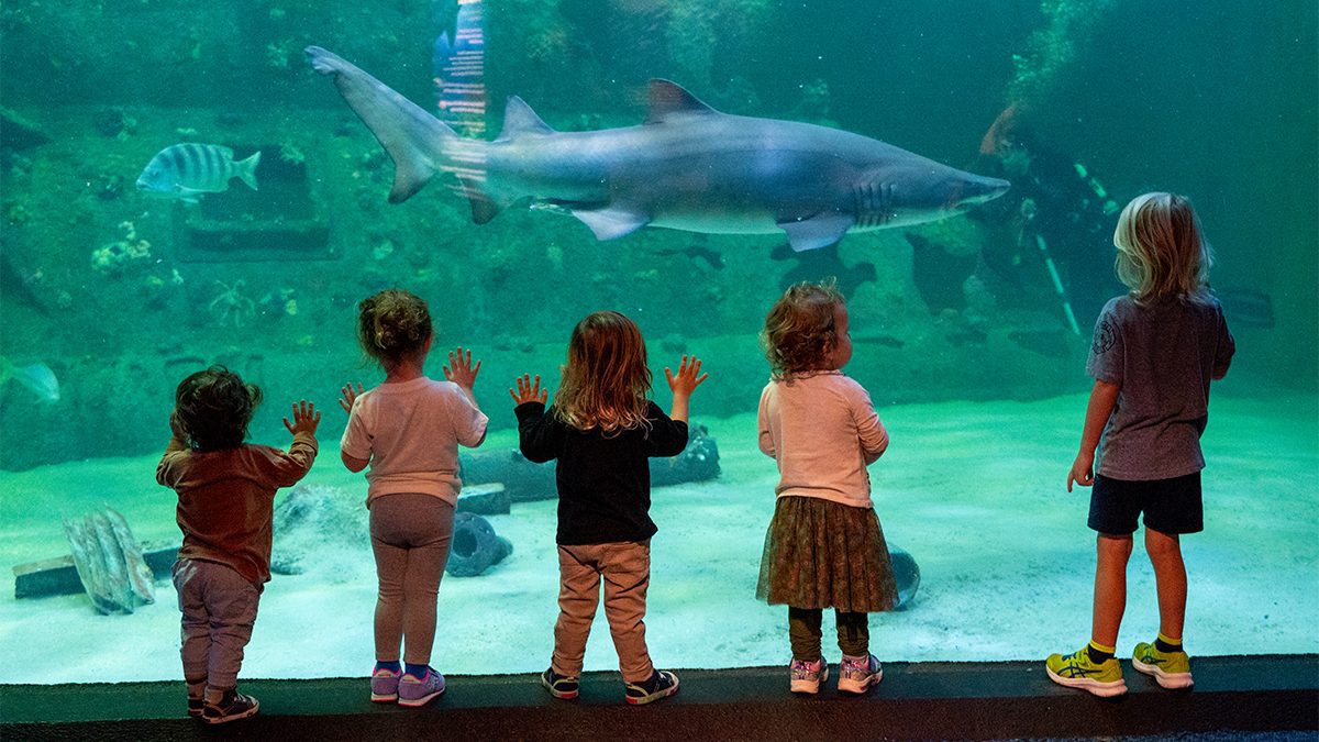 Youngsters watch a sand tiger shark in The Living Shipwreck is a 306,000-gallon saltwater habitat at the North Carolina Aquarium at Pine Knoll Shores. Photo; NC Aquariums