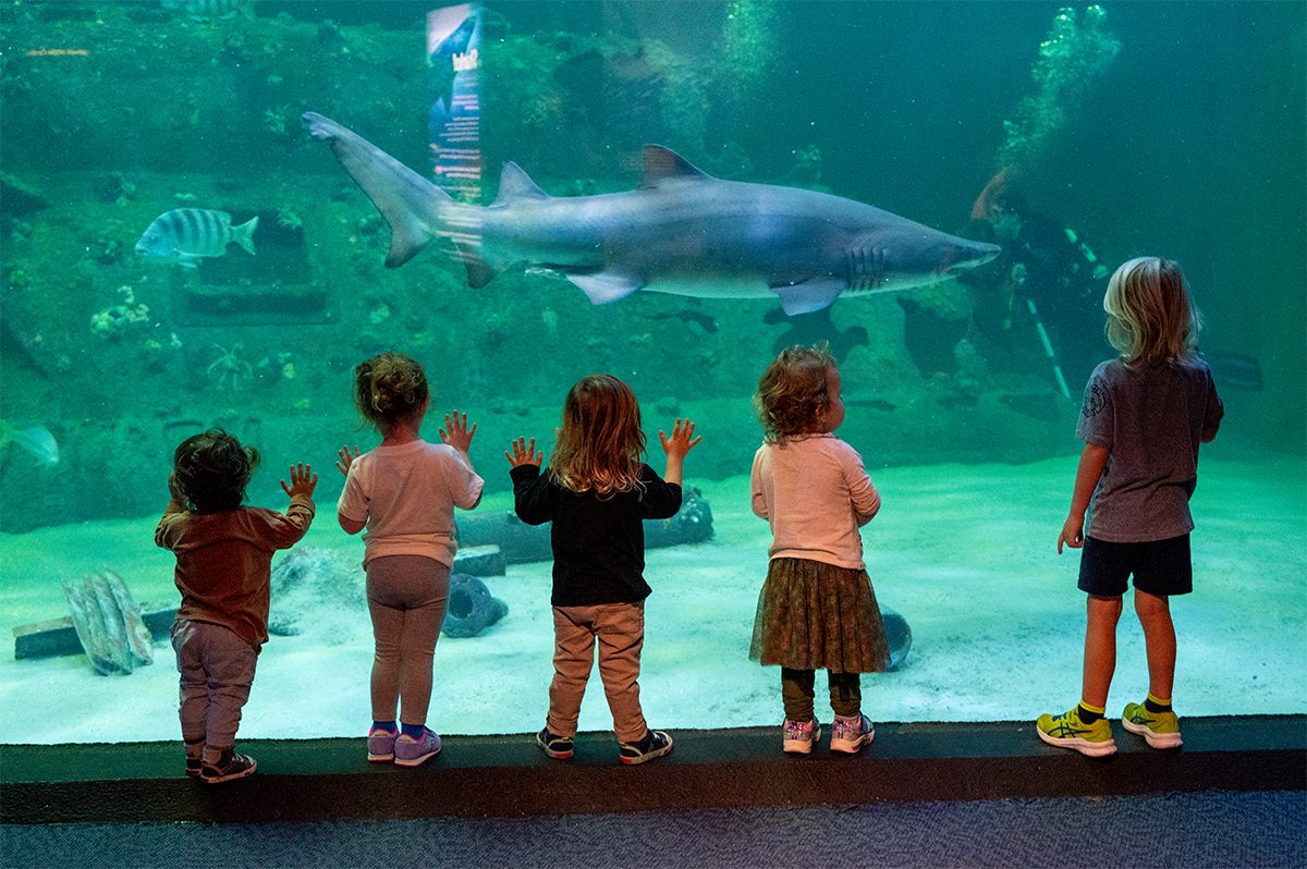 Youngsters watch a sand tiger shark in The Living Shipwreck is a 306,000-gallon saltwater habitat at the North Carolina Aquarium at Pine Knoll Shores. Photo; NC Aquariums