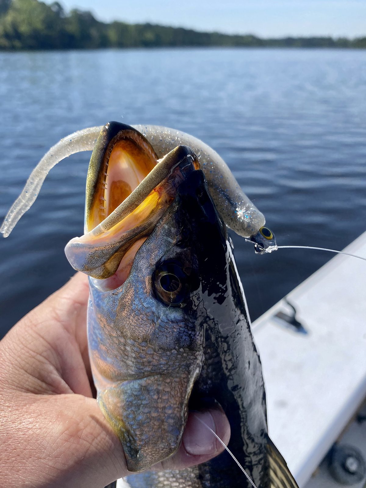 Plastic tailed jigs are effective anywhere. Photo: Capt. Gordon Churchill