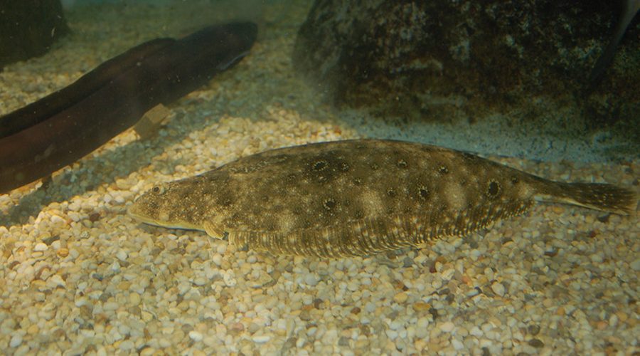 Summer flounder. Photo: NOAA Fisheries