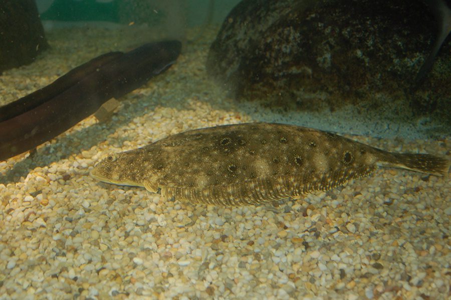 Summer flounder. Credit: NOAA Fisheries