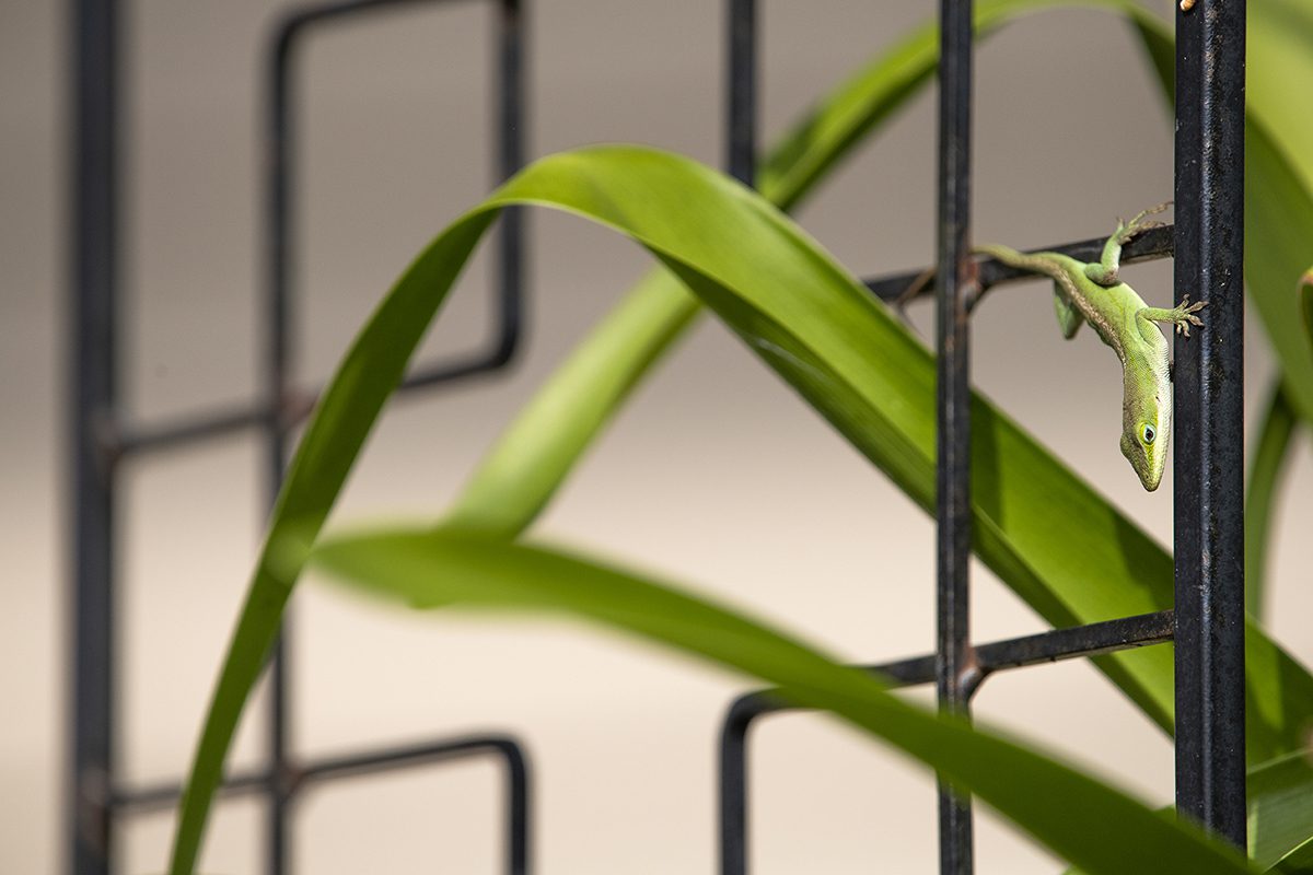 A green anole hunts near a row of agapanthus Monday in a Beaufort garden. Photo: Dylan Ray