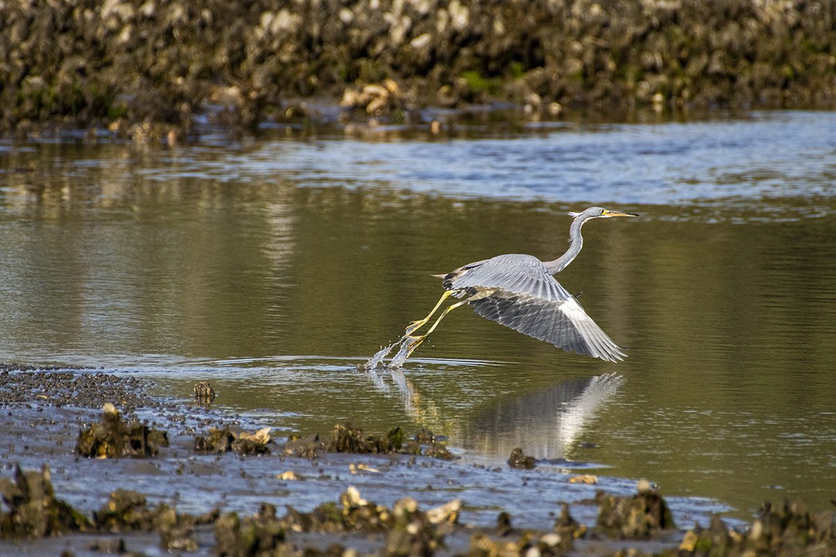 A blue heron takes flight from an oyster bed at low tide near Russell Creek in Carteret County. Photo: Dylan Ray