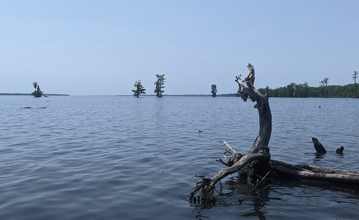 The floodplain forest tract fronts the Chowan River near Colerain. Photo: Coastal Land Trust