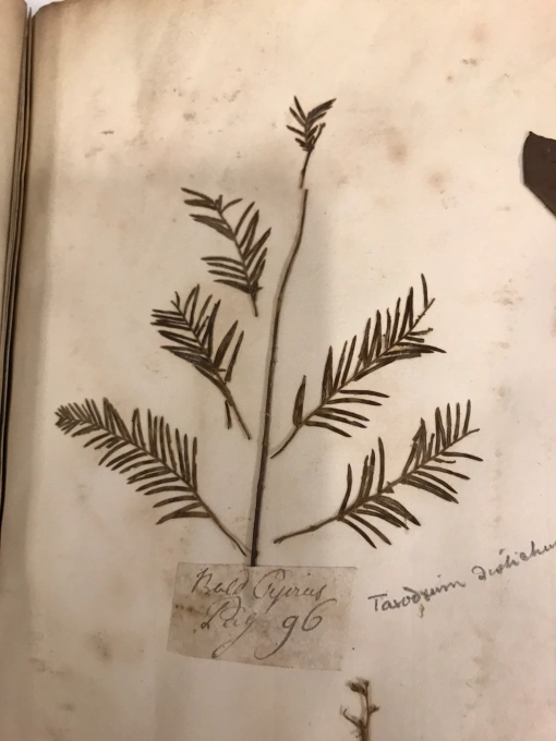 Bald cypress (Taxodium distichum) collected by John Lawson in 1710-11. Sloane Herbarium, Natural History Museum, London.
