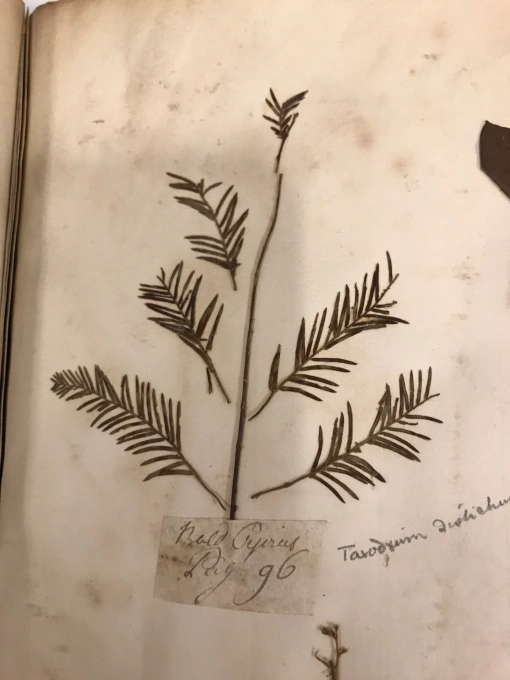 Bald cypress (Taxodium distichum) collected by John Lawson in 1710-11. Sloane Herbarium, Natural History Museum, London.

