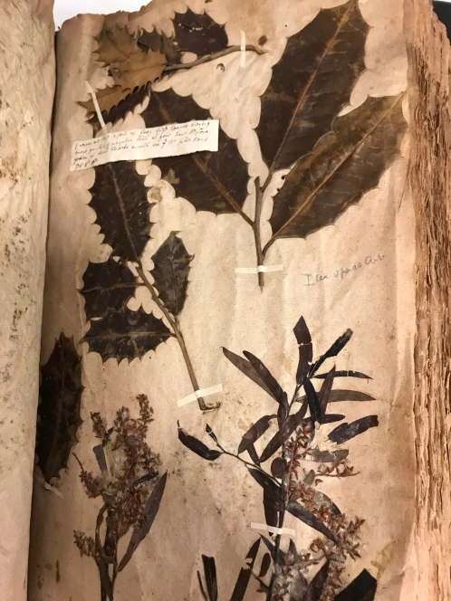 A lovely bunch of holly (Ilex opaca Aiton) and swamp willow (Salix caroliniana Michaux) that John Lawson found on the NC coast in 1710-11. Sloane Herbarium, Natural History Museum, London. Photo by David Cecelski
