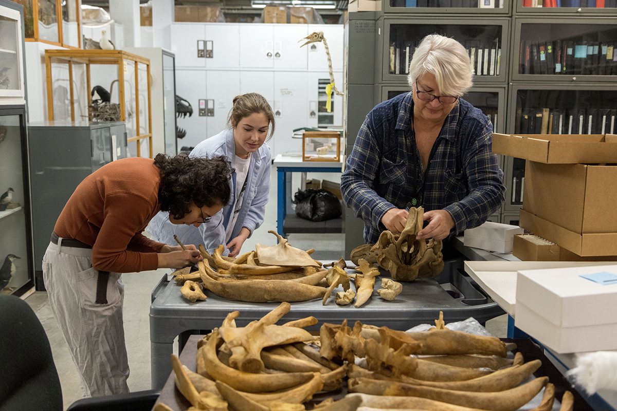 Lisa Gatens, far right, mammalogy collection manager at the North Carolina Museum of Natural Sciences in Raleigh, and museum interns Andi Aguirre Salazar, left, and Faith Demotts, catalog bones. Contributed photo by Karen Swain.