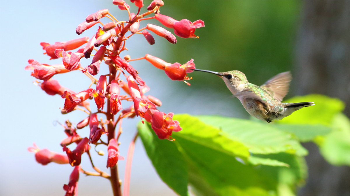 The red buckeye’s tubular flowers attract hummingbirds. Photo: Joe Prusa, N.C. Division of Parks and Recreation