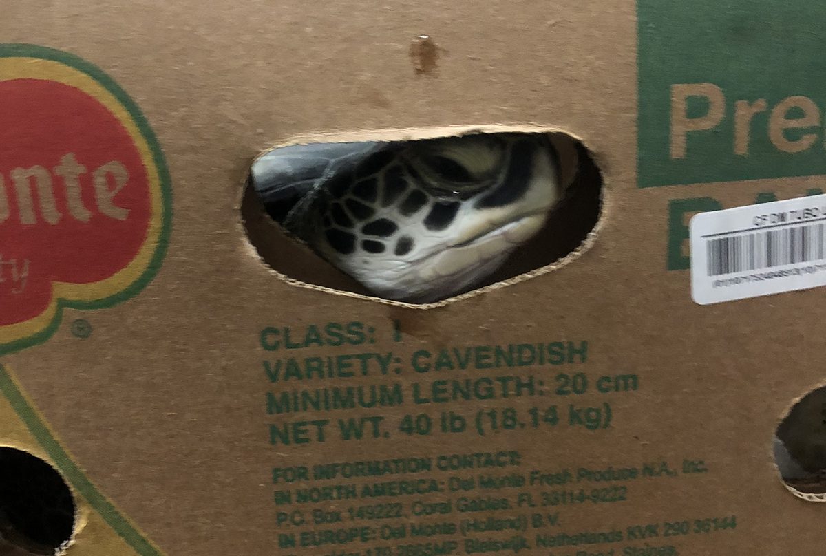 A rescued and rehabilitated cold-stunned sea turtle peers out from a banana box. Photo: NC Aquariums