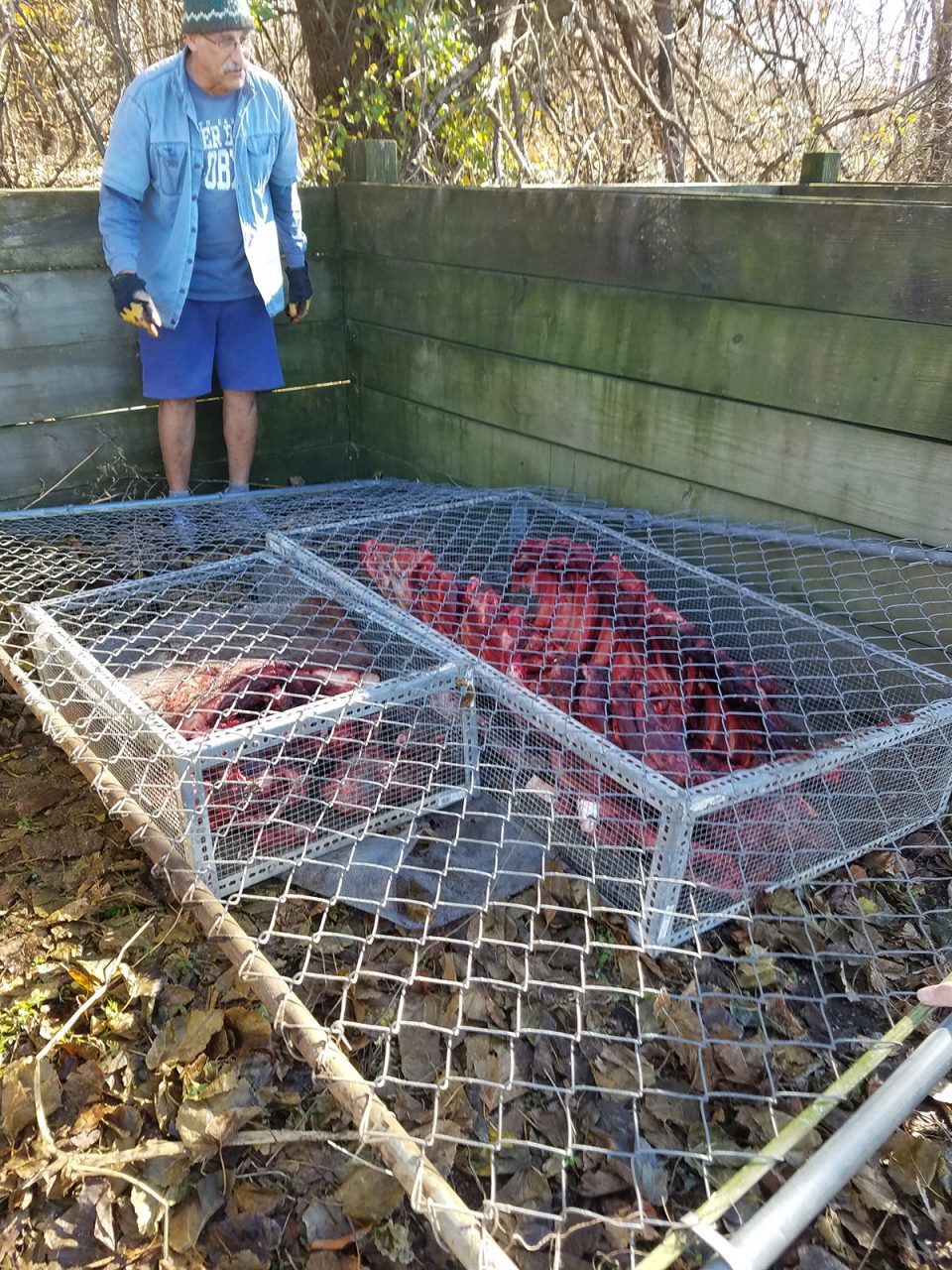 Keith Rittmaster shows the manatee decomposition cages. Contributed photo by Jonathan Pishney