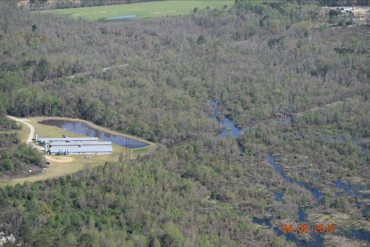 An unidentified hog lagoon next to a wetland. Photo: Patrick Connell/Cape Fear River Watch