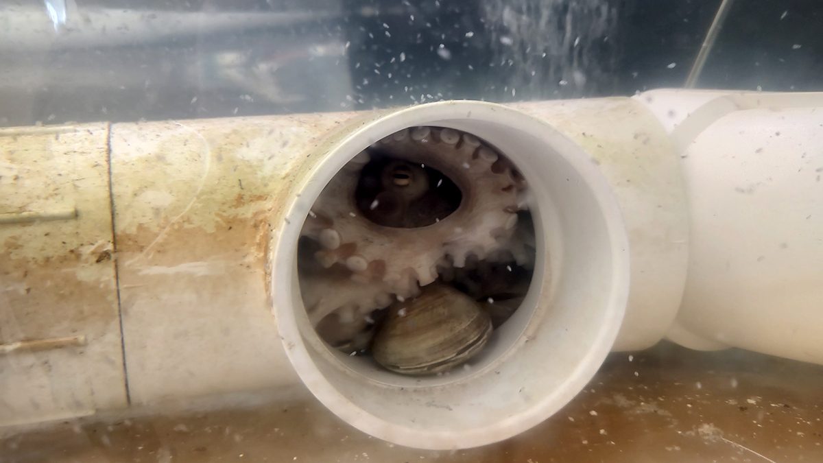 While thousands of paralarvae wiggle around her tank, the female octopus protects what remains of her eggs in the aquaculture lab at Carteret Community College. Photo: Jennifer Allen