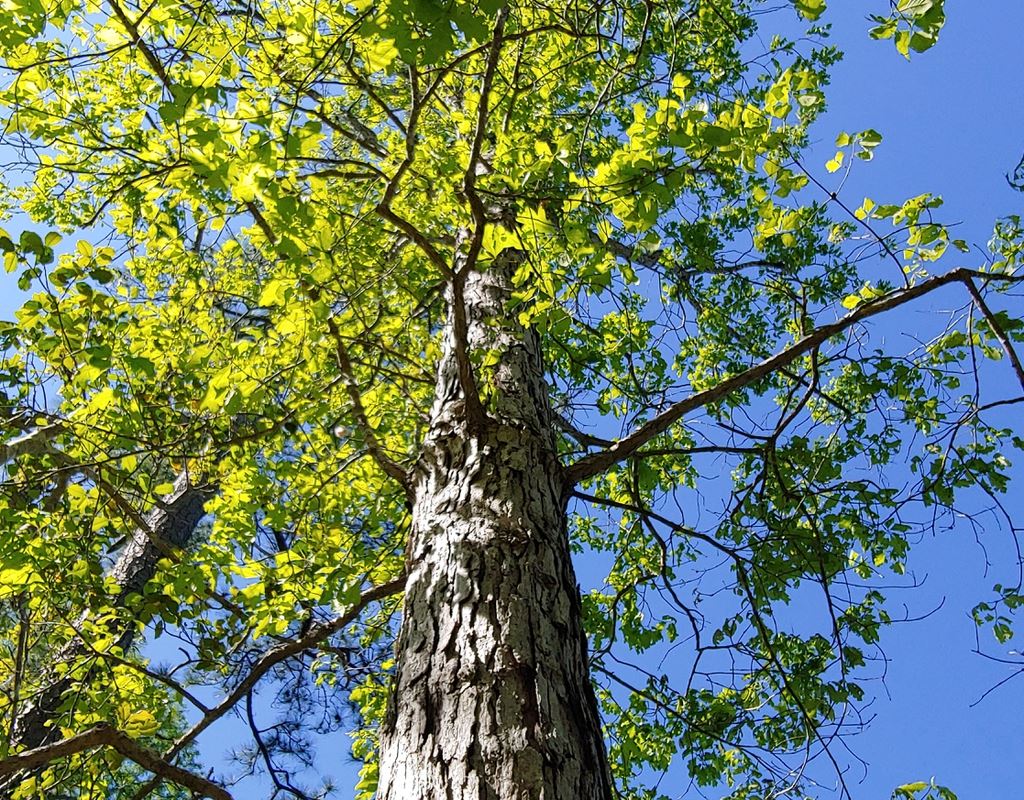 Building a Personal Connection with Nature is the first topic for the 2023 extension speaker series. Photo: New Hanover County