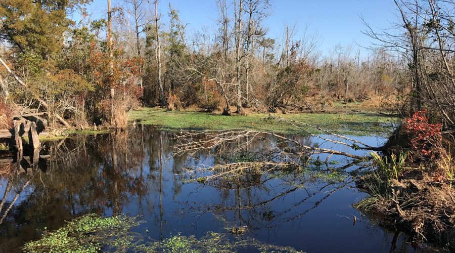 A wetlands-restoration project site in the Pocosin Lakes National Wildlife Refuge composed mainly of pocosin peat soils and draining to the northwest fork of the Alligator River. Photo: The Nature Conservancy