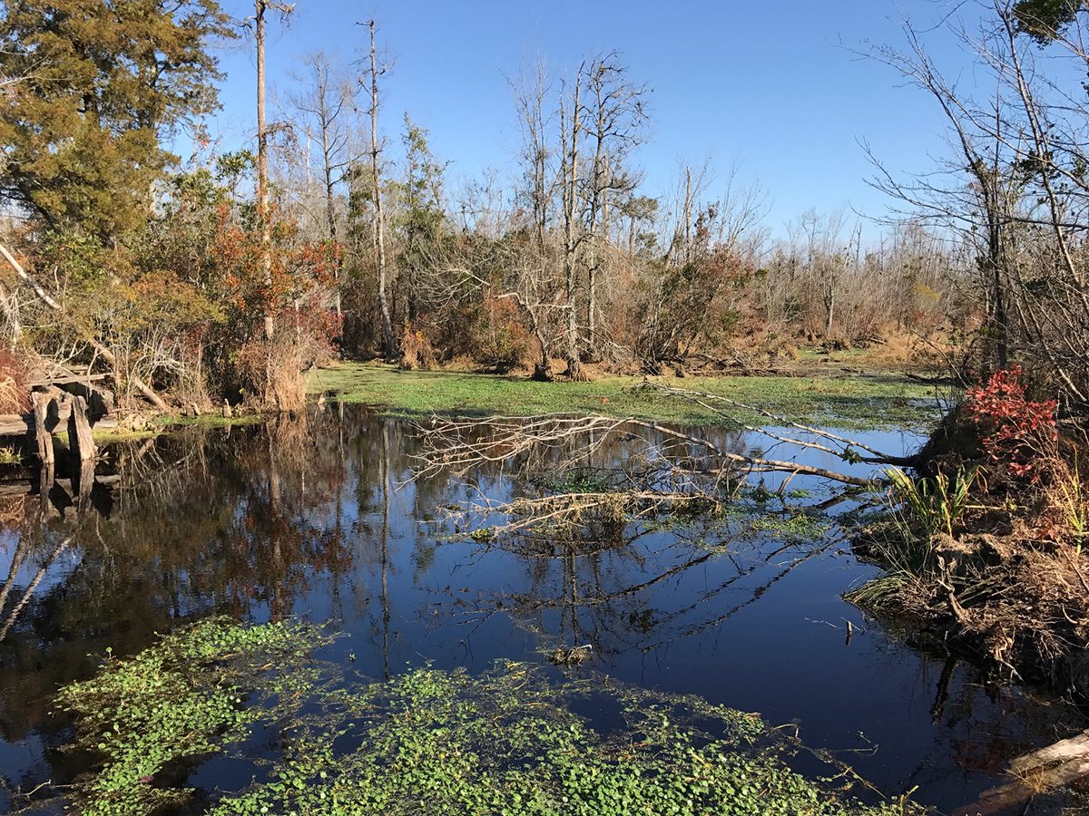 A wetlands-restoration project site in the Pocosin Lakes National Wildlife Refuge composed mainly of pocosin peat soils and draining to the northwest fork of the Alligator River. Photo:  The Nature Conservancy