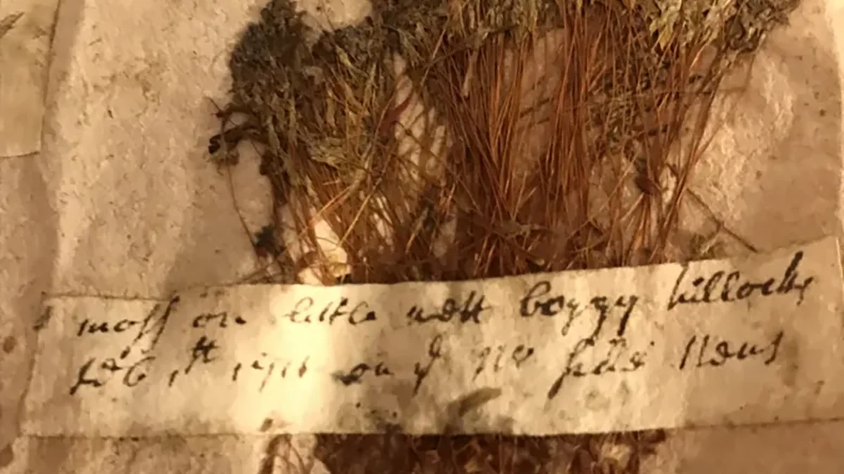 A specimen of hair cap moss (genus Polytrichum) that John Lawson sent to London in 1711. On the label he wrote that he found it “on little wet boggy hillocks, Feb. 1st. 1711 on the N. side Neus.” Sloane Herbarium, Natural History Museum, London, England. Photo: David Cecelski