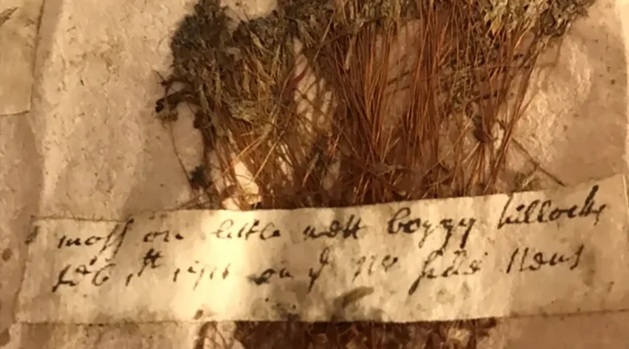 A specimen of hair cap moss (genus Polytrichum) that John Lawson sent to London in 1711. On the label he wrote that he found it “on little wet boggy hillocks, Feb. 1st. 1711 on the N. side Neus.” Sloane Herbarium, Natural History Museum, London, England. Photo: David Cecelski
