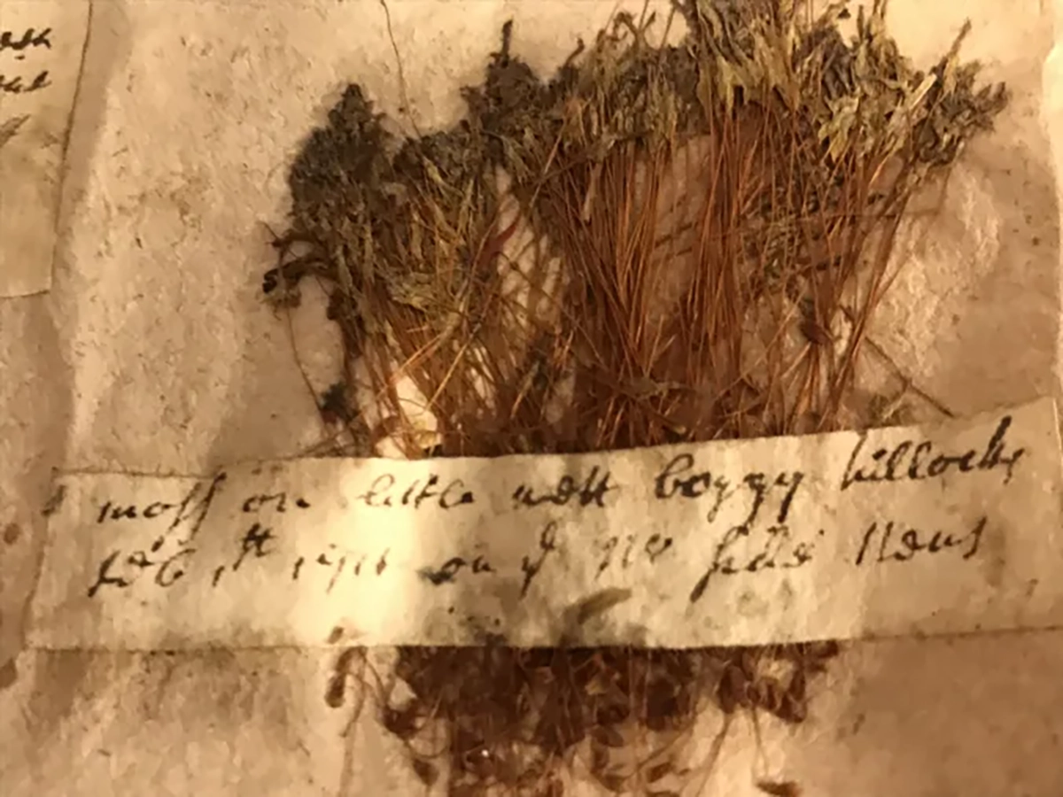 A specimen of hair cap moss (genus Polytrichum) that John Lawson sent to London in 1711. On the label he wrote that he found it “on little wet boggy hillocks, Feb. 1st. 1711 on the N. side Neus.” Sloane Herbarium, Natural History Museum, London, England. Photo: David Cecelski 
