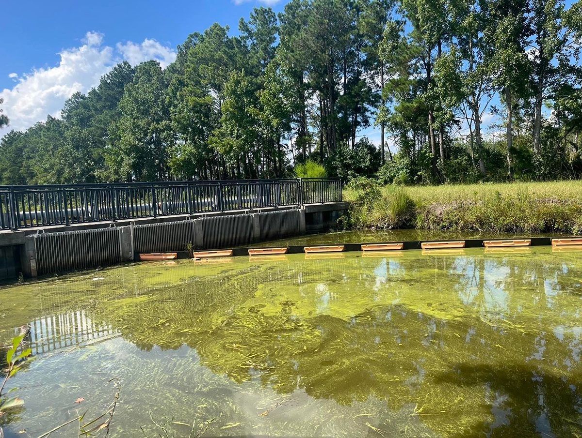 Vertical grates prevent carp from entering the lake but do not block the passage of native fish or crabs. The orange-and-black boom rests on the surface and guides debris to one of the grates for easier cleaning. Photo: Abby Valine/USFWS