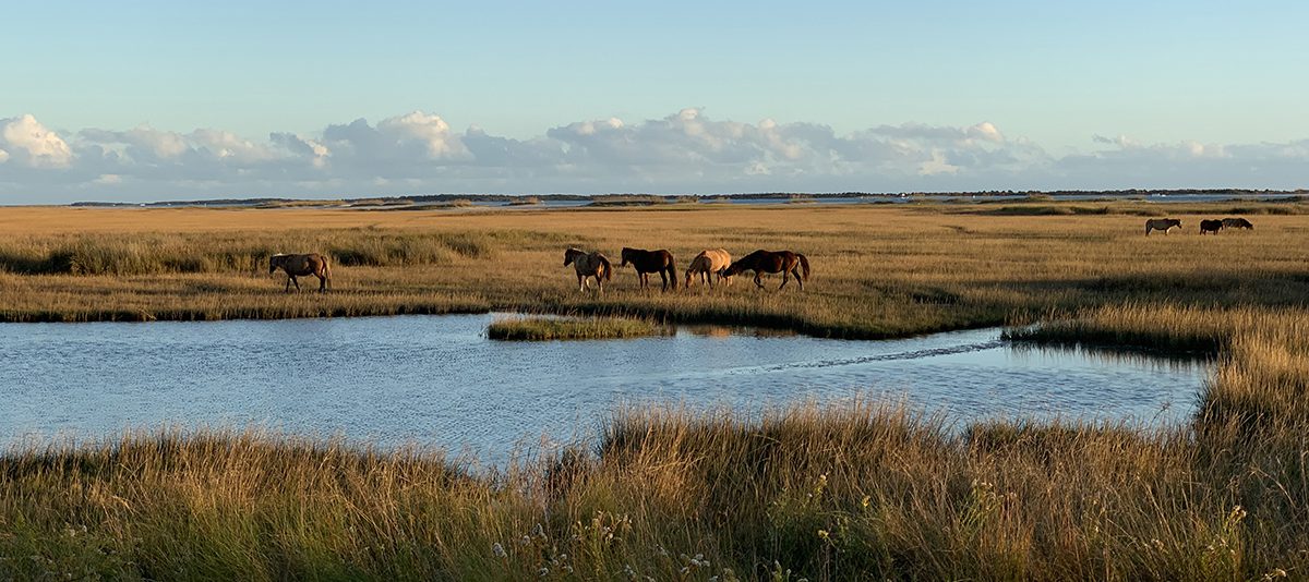 Wild horses roam the Rachel Carson Reserve. Photo: Jillian Daly