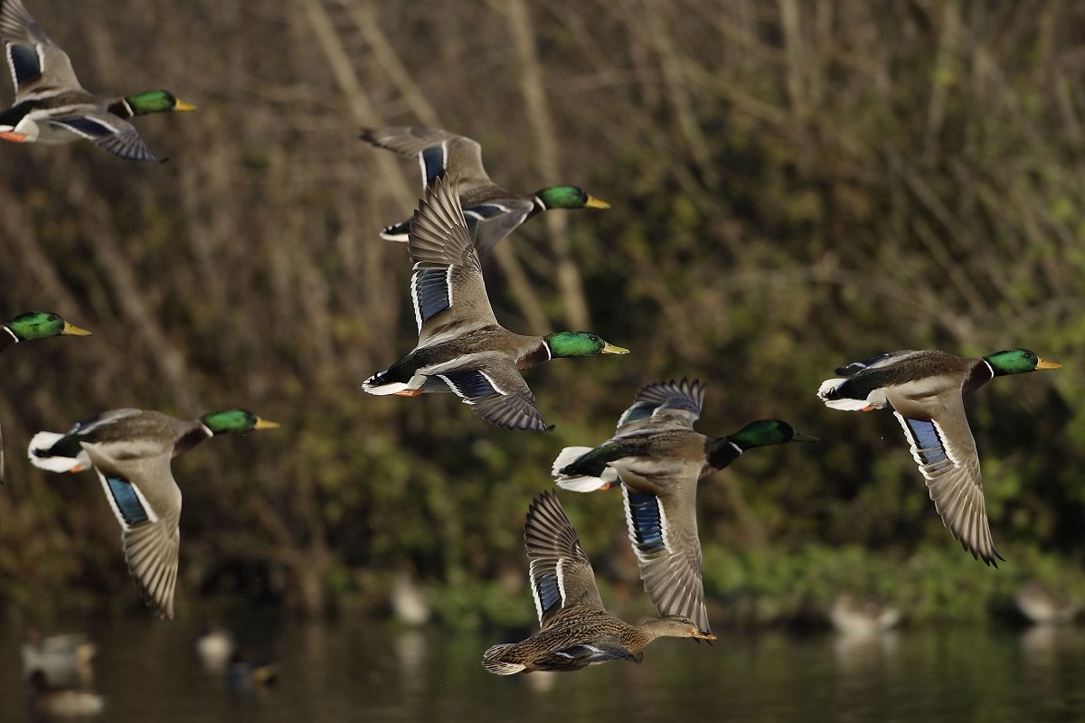 Mallards in Flight. Photo: Guido Bissattini/WRC