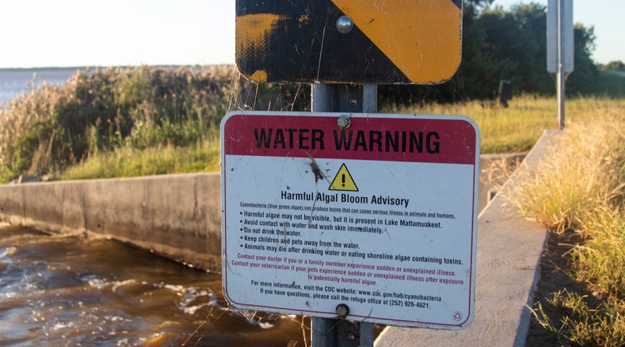 A harmful algal bloom advisory is posted near a culvert beneath N.C. Highway 94. Photo: Corinne Saunders warns of toxins from the bacteria that can cause serious illness in animals and humans