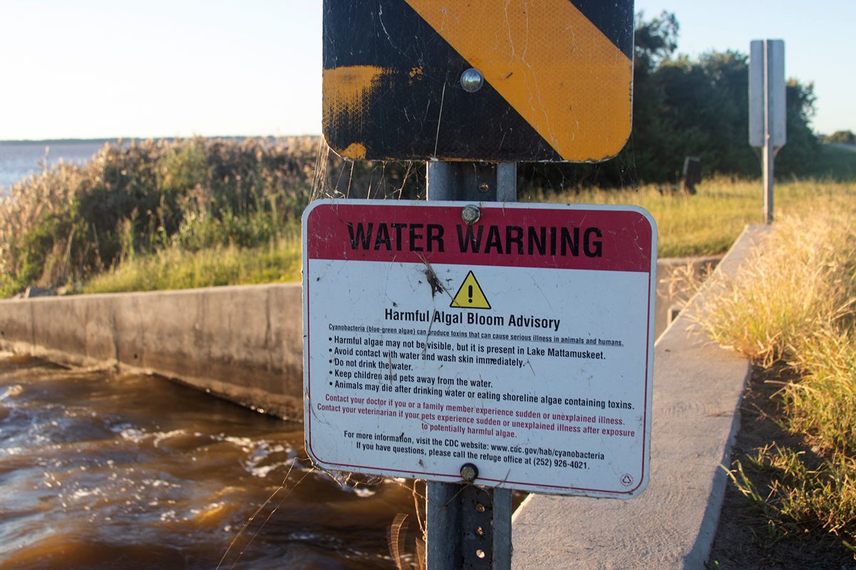 A harmful algal bloom advisory is posted near a culvert beneath N.C. Highway 94. Photo: Corinne Saunders

warns of toxins from the bacteria that can cause serious illness in animals and humans