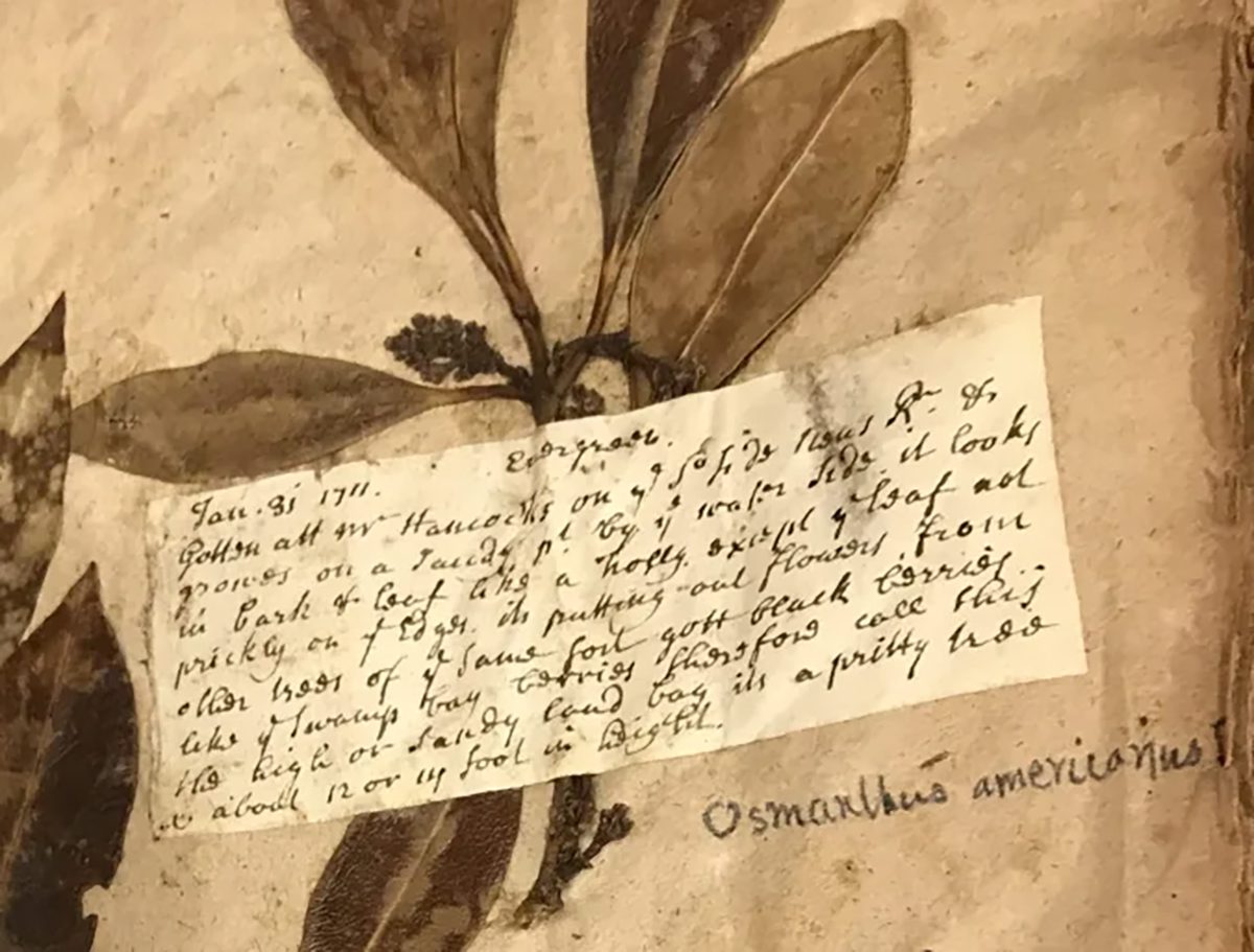 Specimen of wild olive (Osmanthus americana L.) that John Lawson found “at Mr. Hancock’s on S. side of Neus R.” in January 1711. Sloane Herbarium, Natural History Museum, London. Photo: David Cecelski