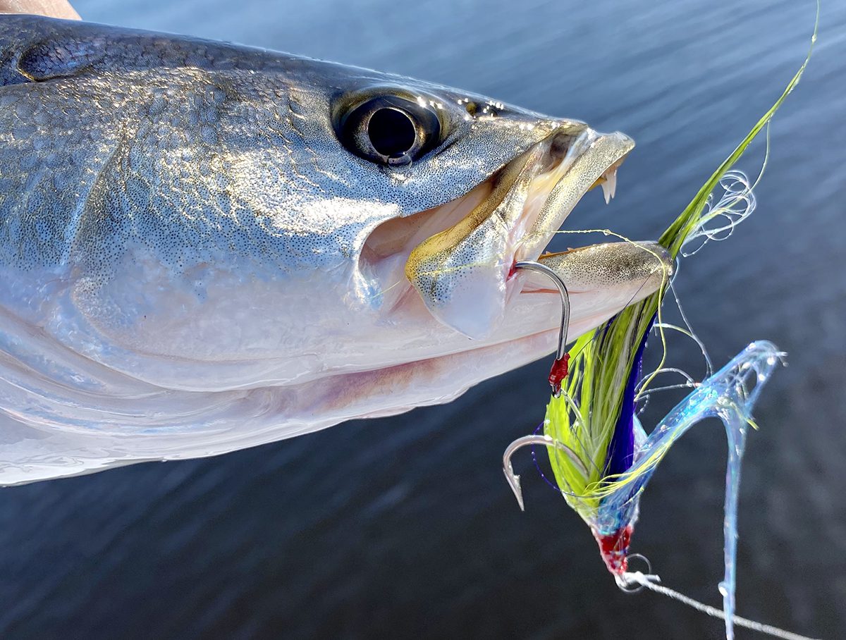 Speckled trout fishing is best with a fly rod, just ask Thoreau