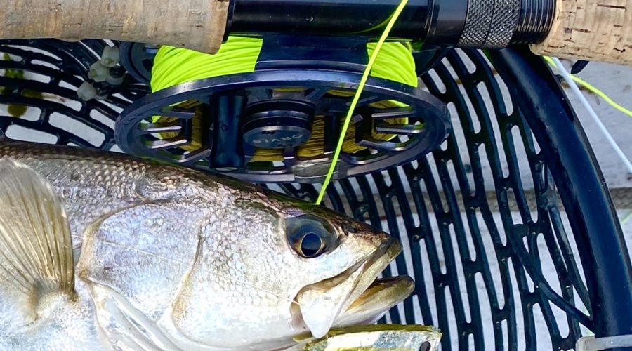 Topwater-fishing-is-exciting-and-productive. Photo: Gordon Churchill