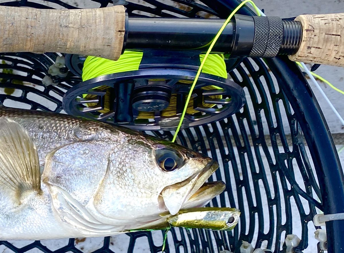 Speckled trout fishing is best with a fly rod, just ask Thoreau