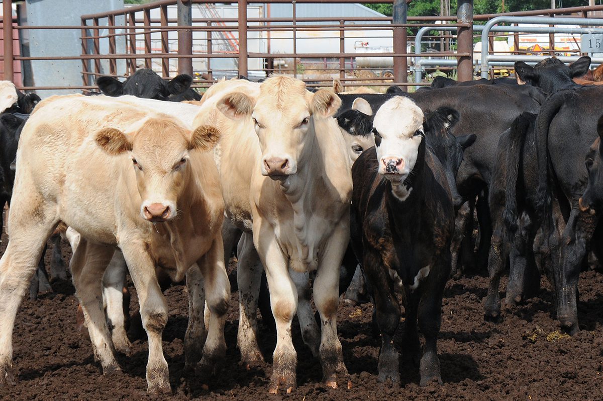 Beef cattle wait in a feedlot. Photo: USDA