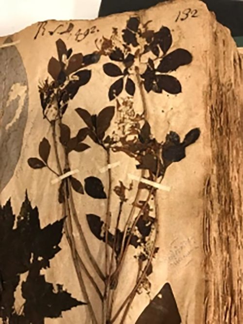 Sweet bay magnolia (Magnolia virginiana L.) is a lovely tree or shrub found on much of the NC coast. Sloane Herbarium, Natural History Museum, London. Photo: David Cecelski