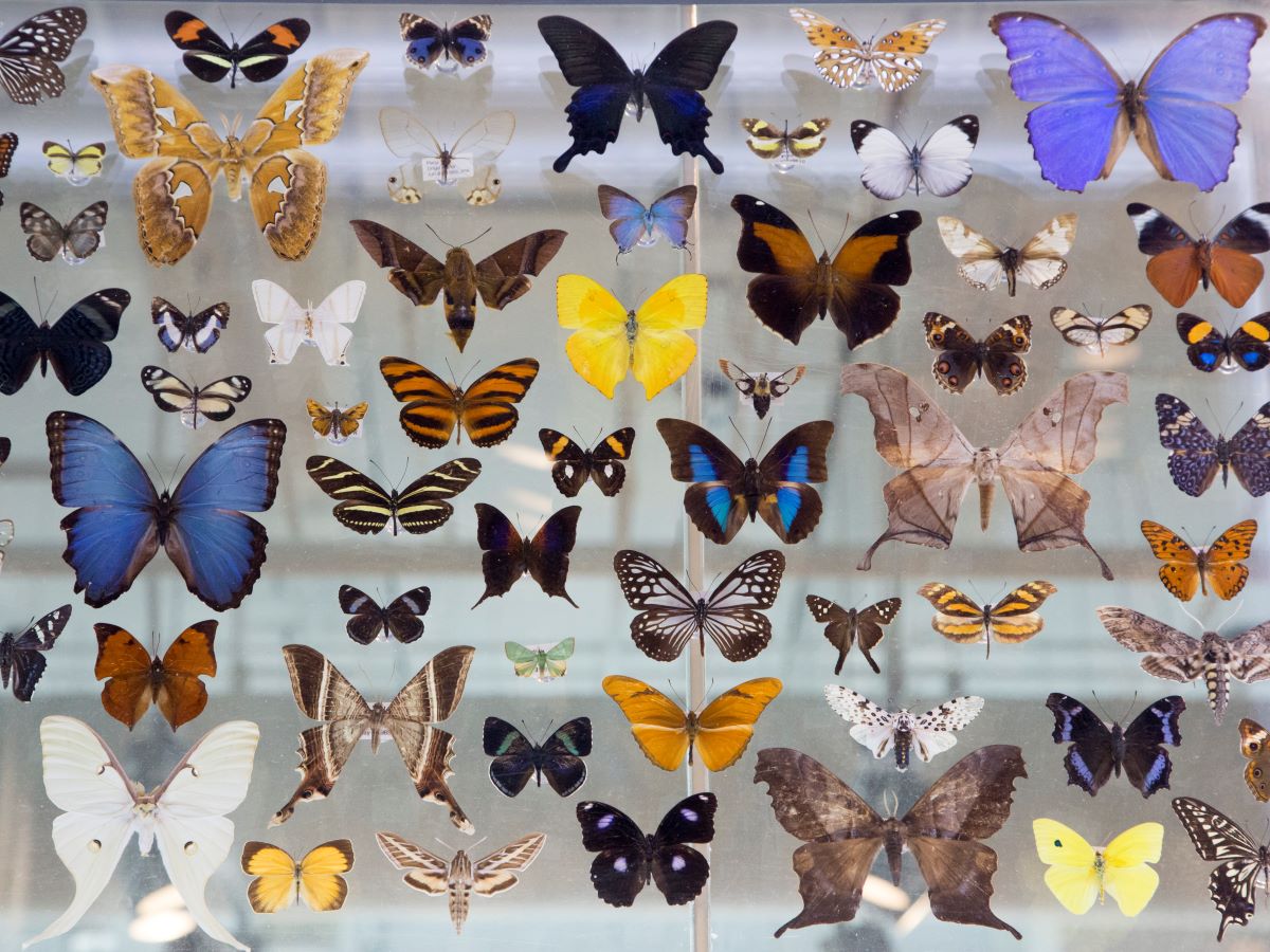 A portion of the butterfly collection case that hangs in the Naturalist Center. The entire case contains 111 different species. Photo: NCMNS