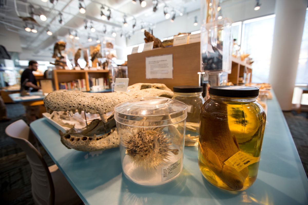 Specimens are shown inside the Naturalist Center in the Raleigh North Carolina Museum of Natural Sciences before the temporary closure to the public for exhibit construction. Photo: NCMNS