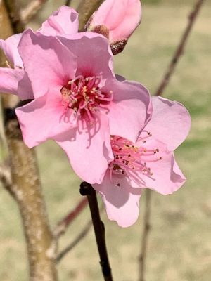 A peach tree blooms in early March in Carteret County. Photo: Mark Hibbs