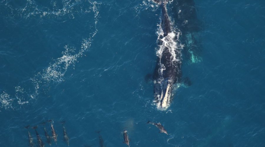 North Atlantic Right Whale aerial observers with the Clearwater (Fla.) Marine Aquarium Research Institute will be at the museum Friday to present their research.