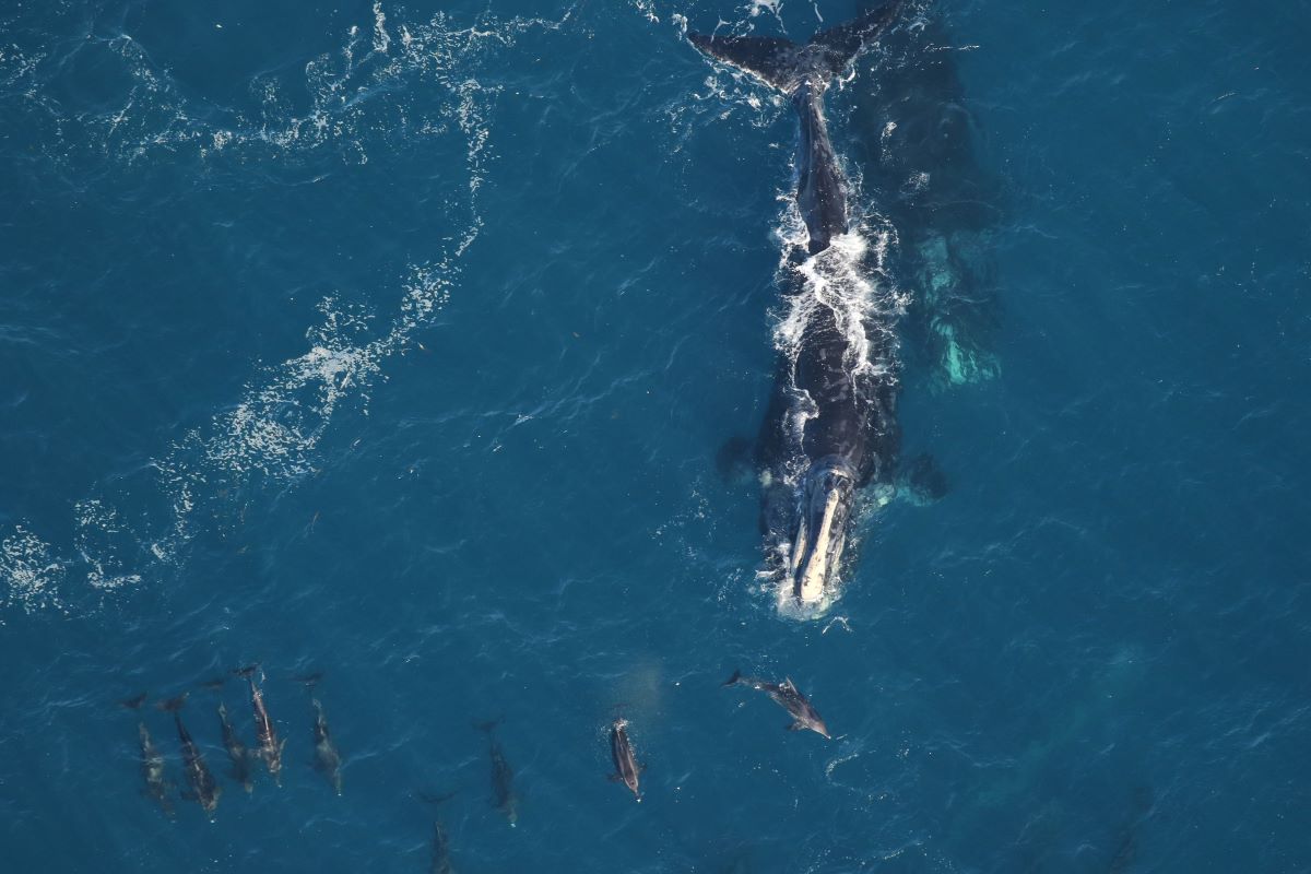 North Atlantic Right Whale aerial observers with the Clearwater (Fla.) Marine Aquarium Research Institute will be at the museum Friday to present their research.