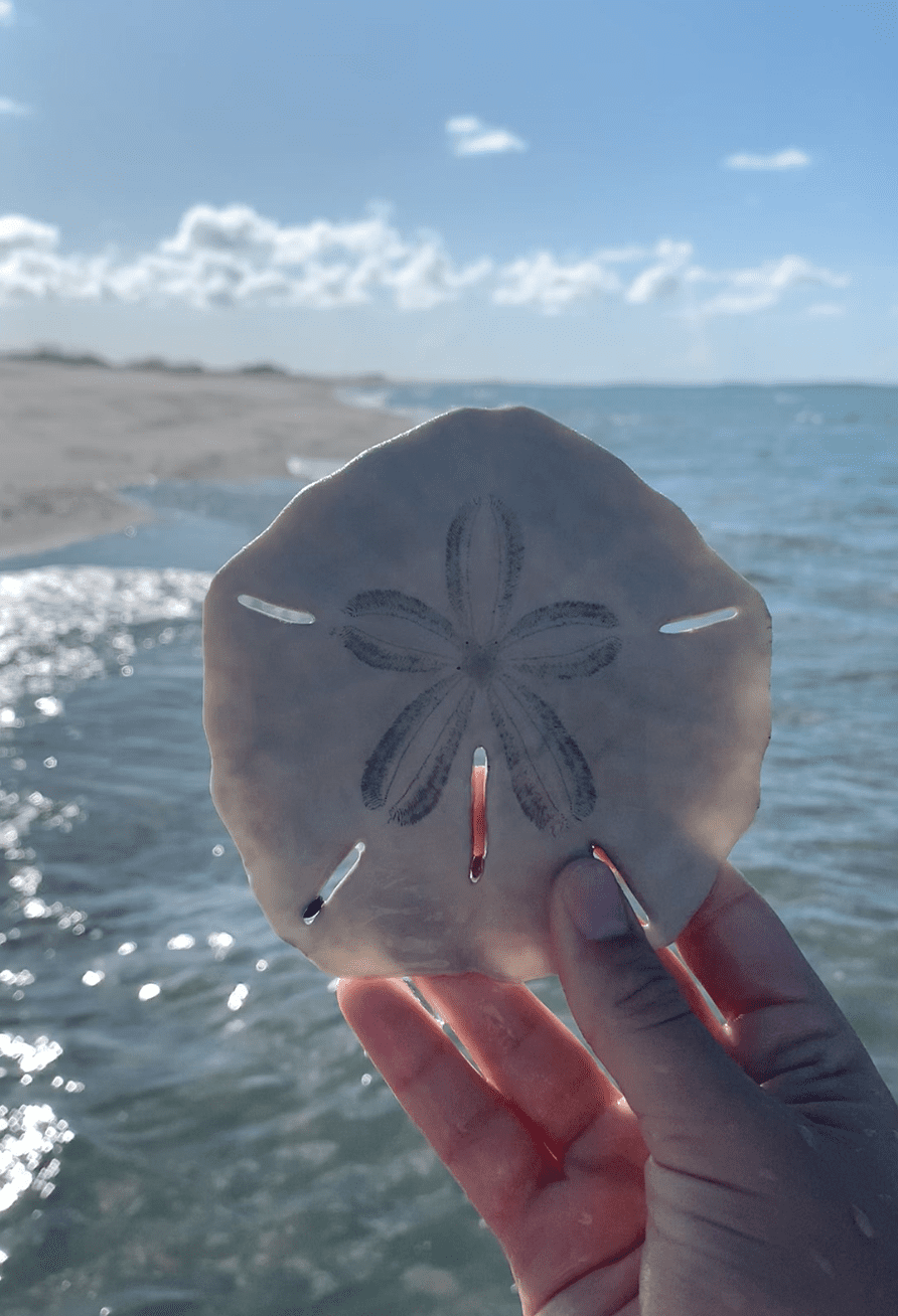 A fully intact, white sand dollar found during low tide early in the morning at Bird Shoal. Photo: Jillian Daly