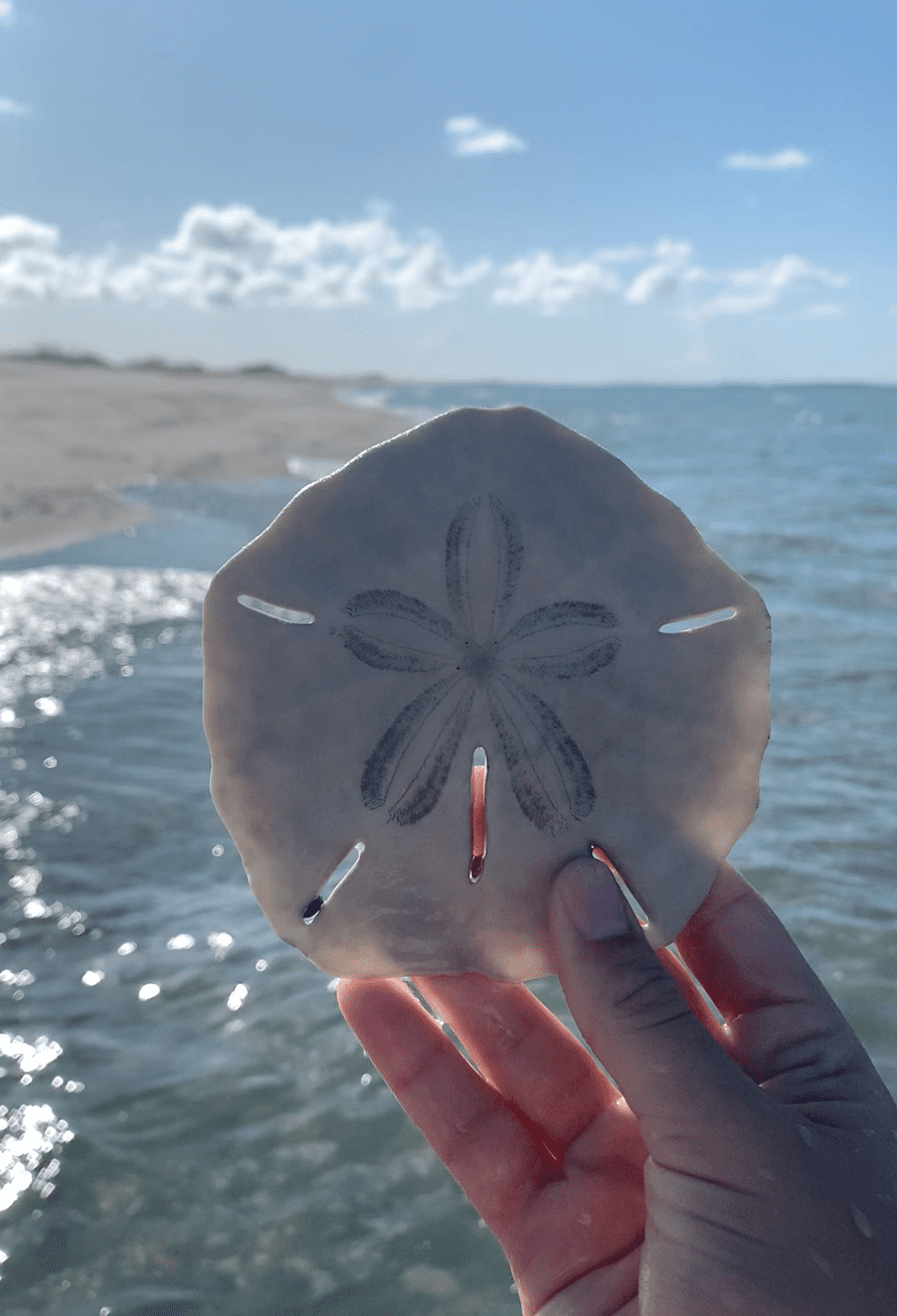 Sand Dollar - Nature Companion