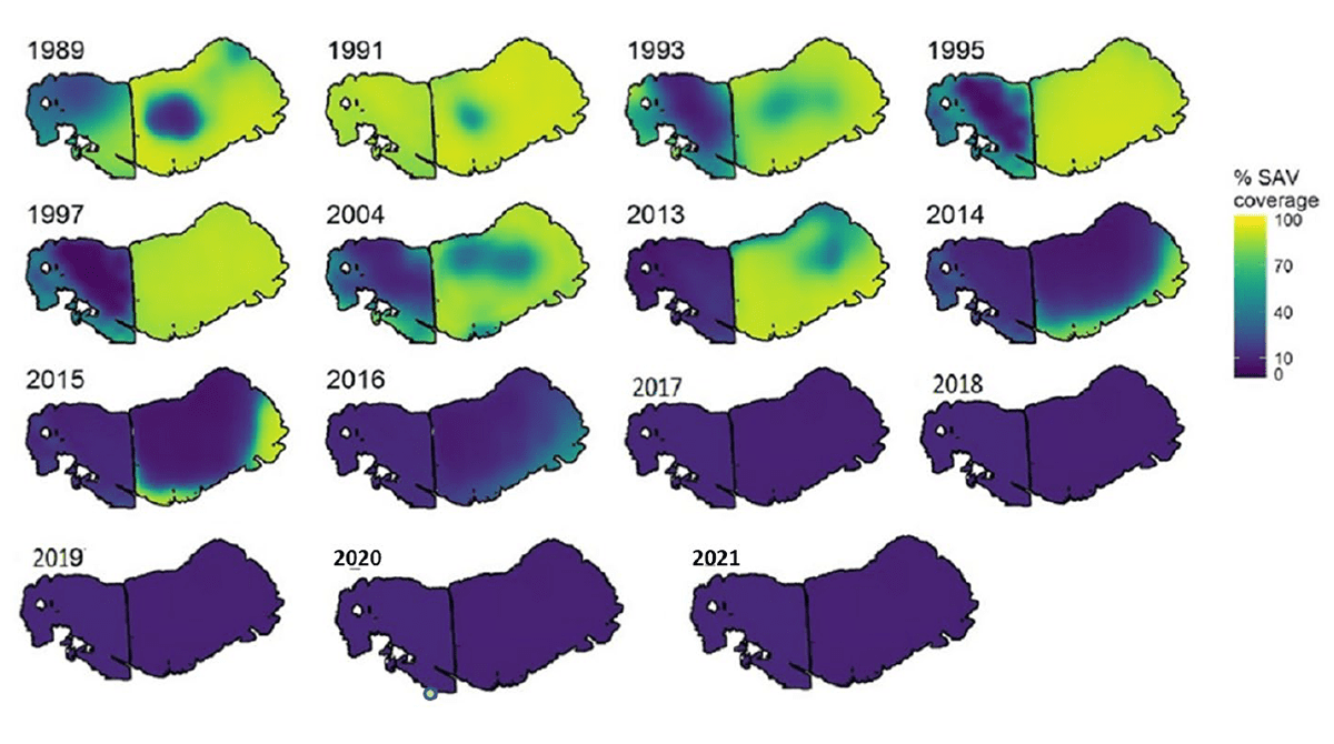 This series of maps show the percent coverage of submerged aquatic vegetation in Lake Mattamuskeet over time. Source: USFWS