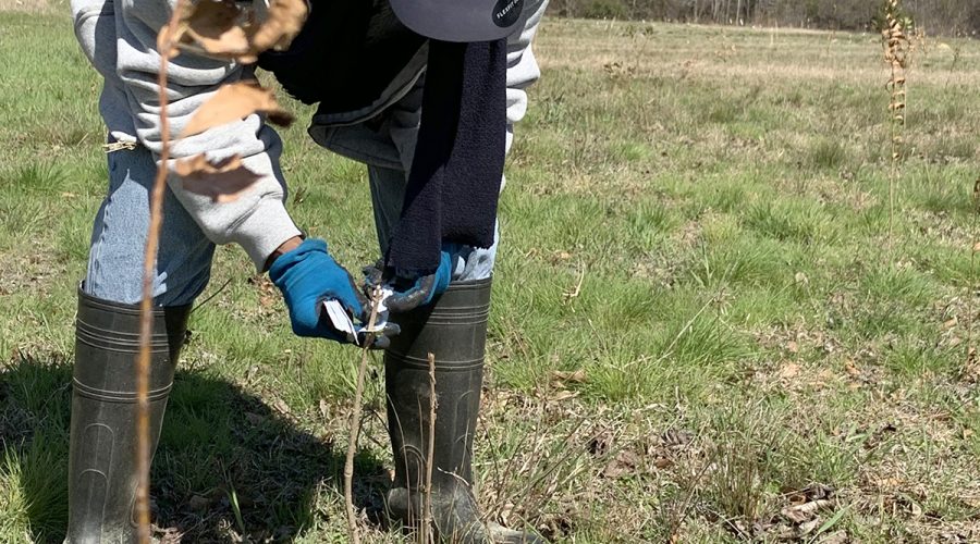 Sheba Shiver tags saplings on her property in Pender County. Photo: Trista Talton