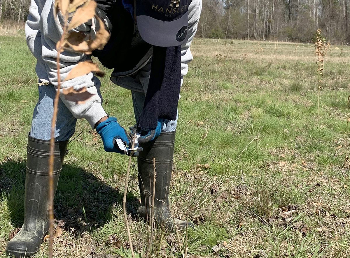 Sheba Shiver tags saplings on her property in Pender County. Photo: Trista Talton