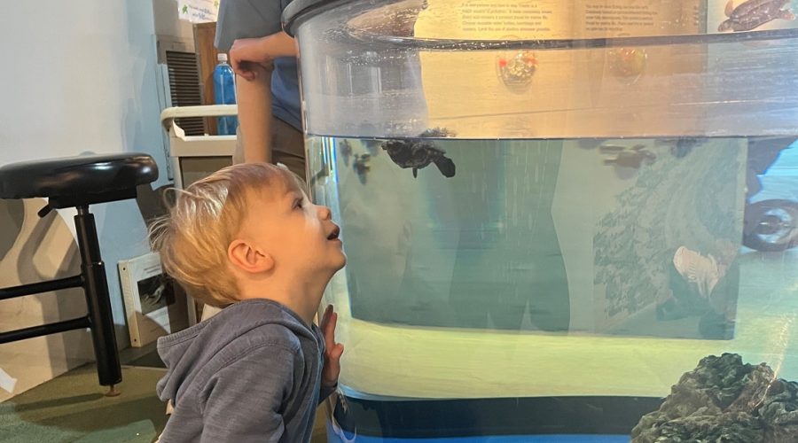 N.C. Aquarium at Fort Fisher is recruiting teen volunteers, ages 14 to 17, for the 2023 summer season. Photo: NC Aquariums