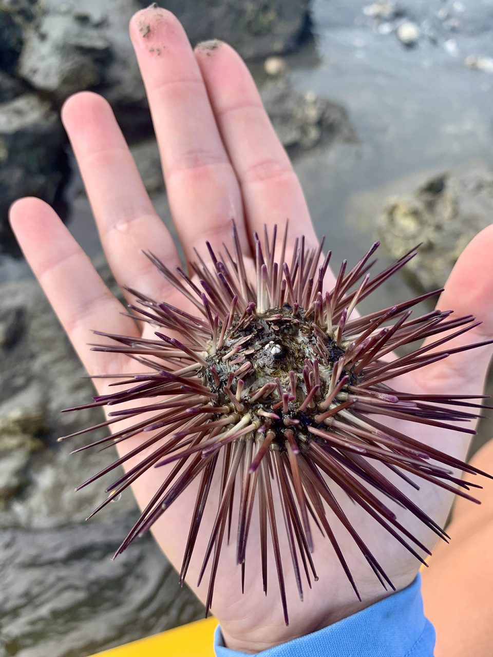 The urchin’s intricate shape and formidable appearance could convince me this creature terrifies its prey. Photo: Jillian Daly