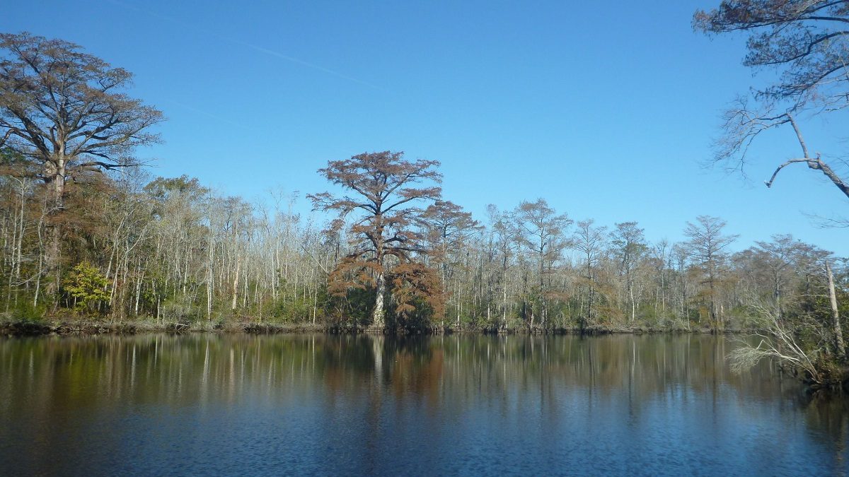 Property along Salmon Creek in Bertie County is one of eight tracts of land Weyerhaeuser will set aside for conservation. Photo: NCDNCR